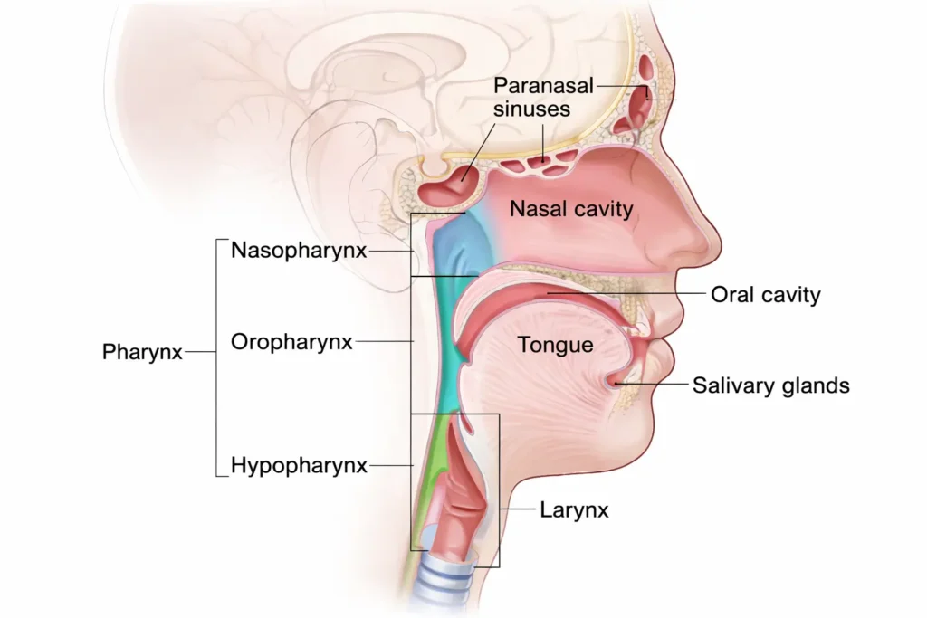 Head Neck Surgery